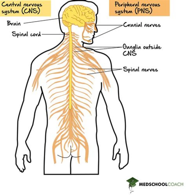 What is the central nervous system and peripheral