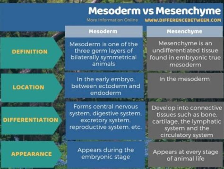 What is the difference between mesoderm and mesenchyme