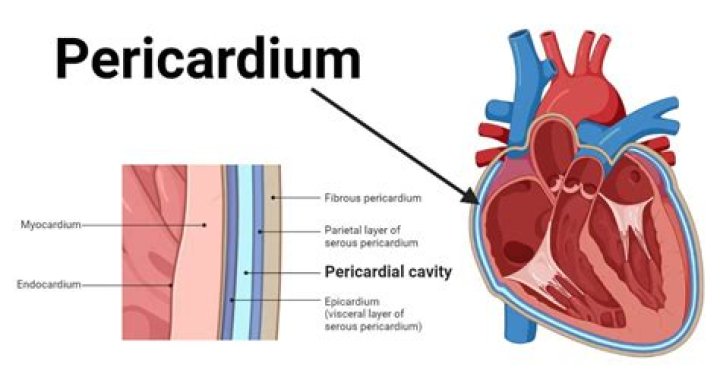 What is the function of the pericardial membrane