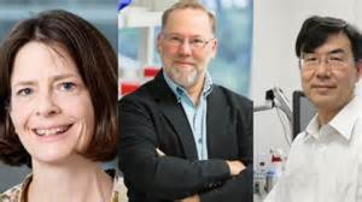 What is the human equivalent of parvo