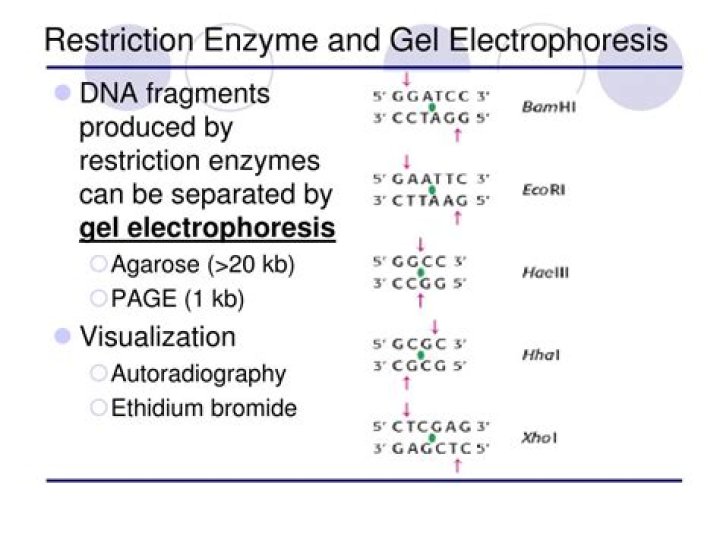 What is the relationship between restriction enzymes and gel electrophoresis