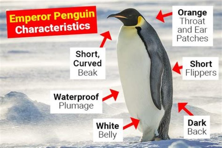 What makes a penguin unique
