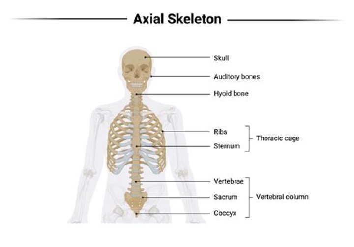 What makes up the axial skeleton quizlet