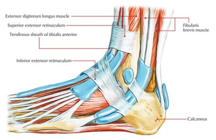 What passes under the flexor retinaculum of the ankle