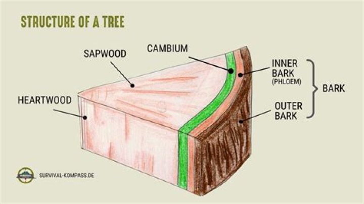What trees have edible cambium