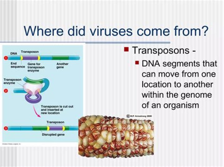 Where did transposons come from