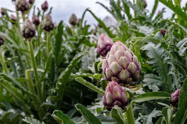 Where do Artichokes grow in the garden