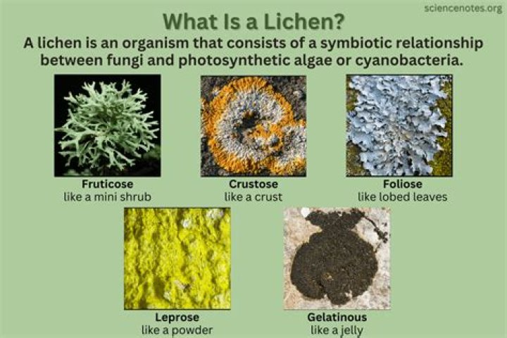 Which lichen is used as a medicine