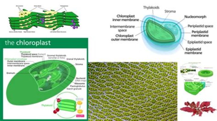 Why are chloroplasts not found in all plant cells