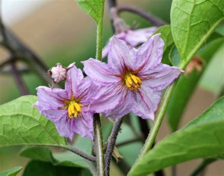 Why do eggplant blooms die