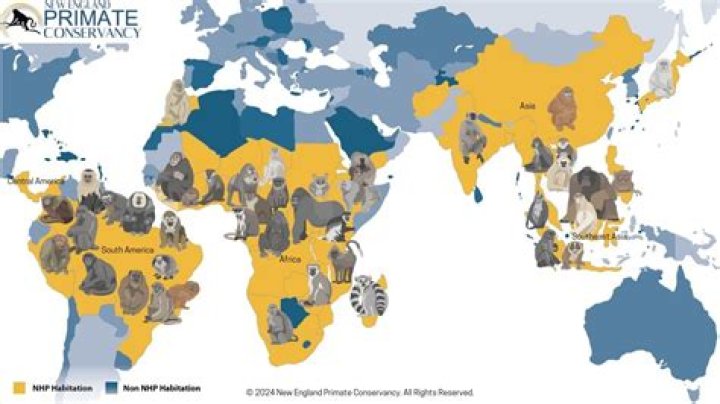 Why do primates communicate